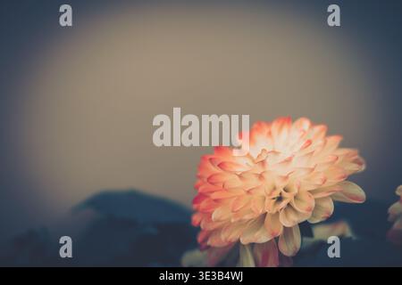 A delicate close-up photograph featuring a vibrant dahlia flower in full bloom against a muted gray backdrop, with soft diffused light highlighting it Stock Photo