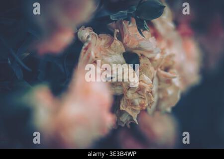 A close-up macro photograph featuring a cluster of crumpled yellow and cream-colored petals in a state of decay, evoking the passage of time and beaut Stock Photo