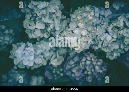 A close-up view of hydrangea flowers with delicate petals and a soft, textured mass. The light blue and white blooms create an ethereal appearance aga Stock Photo