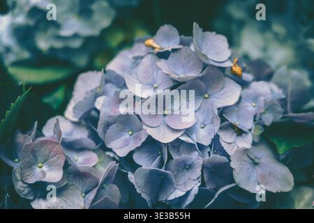 A close-up macro view of dense light purple hydrangea flowers in a soft natural setting, featuring detailed petals and subtle imperfections. Stock Photo