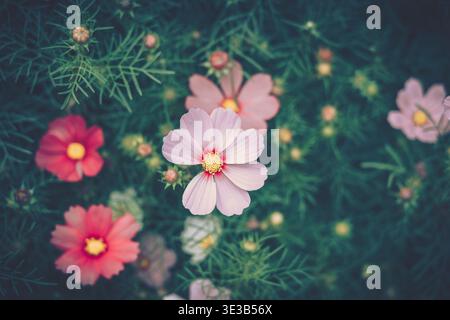 A serene close-up of vibrant cosmos flowers against a textured green backdrop, with soft pink and deep red blossoms in various shades. Stock Photo