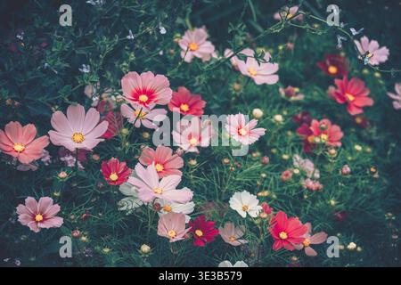 A close-up, soft light, vibrant field of wildflowers in a lush green setting, with a vintage aesthetic and subtle textures. Stock Photo