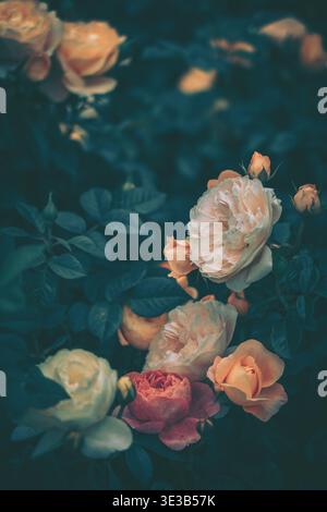 Softly focused photograph of a delicate floral arrangement set against a dark, textured background. The central focus is a cluster of roses in various Stock Photo