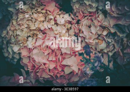 A close-up macro view of a dense cluster of dried hydrangea flowers with intricate texture and muted earthy tones. Stock Photo