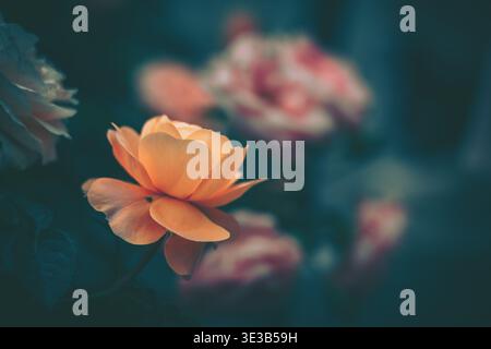 A beautifully composed vintage-style photograph featuring a single vibrant orange rose in sharp focus against a softly blurred dark teal and navy blue Stock Photo