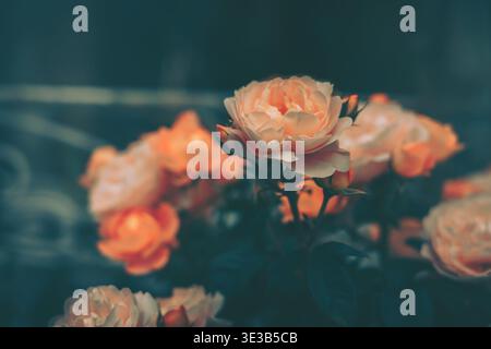 A softly focused close-up photograph featuring delicate peach and cream-colored roses against a rich, textured vintage backdrop. Stock Photo