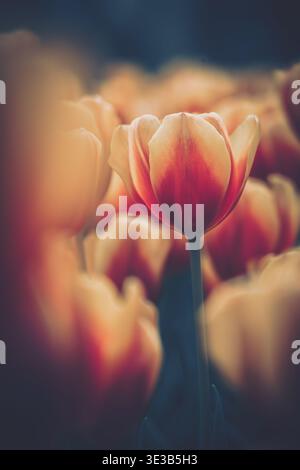 A softly blurred field of tulips against a gently lit background in springtime, capturing the rich gradient and subtle texture. Stock Photo