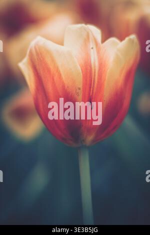 A close-up, artistic photograph featuring a vibrant single tulip in full bloom with gradient petals and subtle veins. The soft, dreamy quality capture Stock Photo
