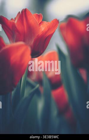 A serene close-up shot featuring a vibrant red tulip in full bloom with soft focus and vintage color grading. Stock Photo