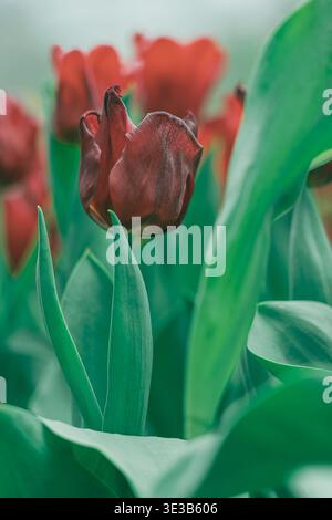 A soft, diffused light illuminates a single dark red tulip in the midst of vibrant green leaves, creating a serene and artistic representation of spri Stock Photo