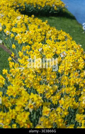 A macro-style photograph focusing on the intricate petals and cups of a dense mass of bright yellow daffodils in a flower bed. Stock Photo