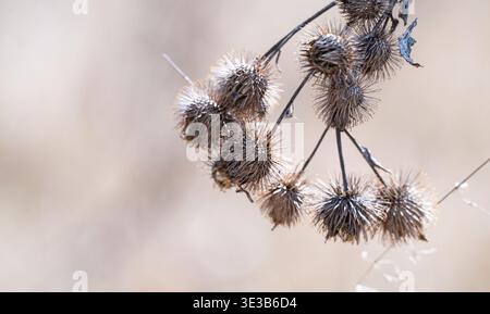 A close-up photo of dried burdock Stock Photo