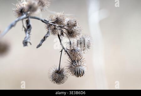 A close-up photo of dried burdock Stock Photo
