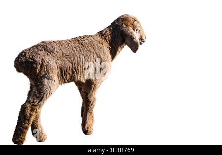 little lamb isolated on white background Stock Photo