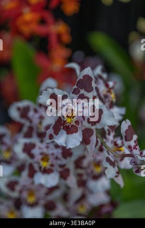 Focused close-up of an elegant Cambria orchid with its signature bold white and burgundy spotting, a Keukenhof favorite. Stock Photo