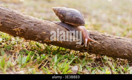 Close-up of the snail Helix pomatia or burgundy. mollusks move or crawl on the log in the nature .invertebrates animal concept Stock Photo