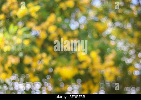 Yellow bokeh abstract background with soft sunlight glow. Dreamy tropical blur texture ideal for wellness and lifestyle design. Stock Photo