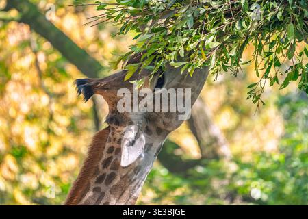 Giraffe extends its long neck to browse fresh green leaves from a tall tree on a sunny day Stock Photo