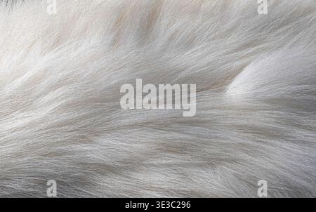 Close-up of soft white animal fur showing fine strands and smooth natural texture. Ideal for backgrounds, textile inspiration, pet-related content, an Stock Photo