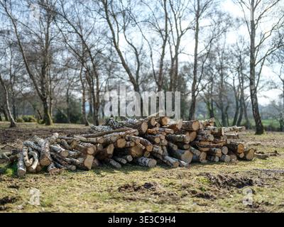 Freshly cut Silver Birch trees in a log pile as part of the forest management on Plaitford Common a heathland area on the edge of the New Forest. Stock Photo