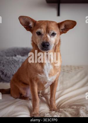 Mixed-breed dog sitting attentively on a cozy bed indoors, looking directly at the viewer with its upright ears and expressive eyes Stock Photo