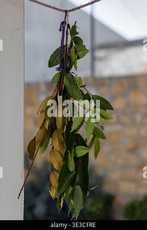 Bay laurel branches hung on rope to dry, mix of fresh green and yellowing leaves ready for use as aromatic culinary herbs in rustic, homemade kitchen Stock Photo