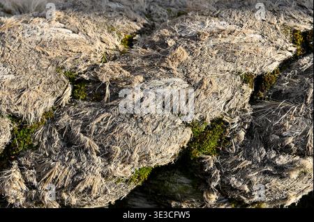 Close-up texture of a thick, weathered, braided rope with patches of green moss growing on it Stock Photo