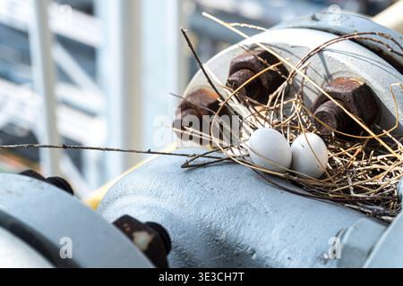 Nest of eggs rests atop industrial machinery. Two white eggs and dark brown eggs nestled in twigs. Setting contrasts nature with mechanical environmen Stock Photo