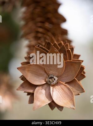 Borwn Leaves - Five Star Pattern - Remembering on Pine Cones. High quality photo Stock Photo