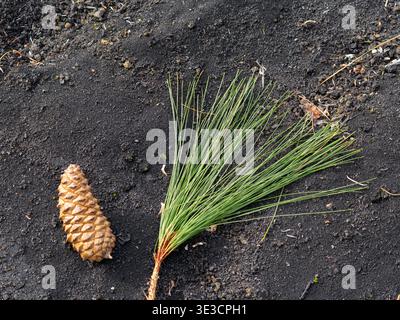 Great Pinecone and a Branch on the Ground of Black lava Sand. High quality photo Stock Photo