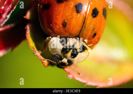 A harlequin ladybird on a rose leaf Stock Photo