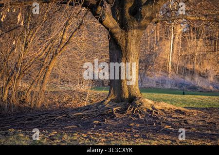 Massive gnarled roots of a large oak tree spreading across the forest floor during golden hour in a Naperville Illinois forest preserve Stock Photo