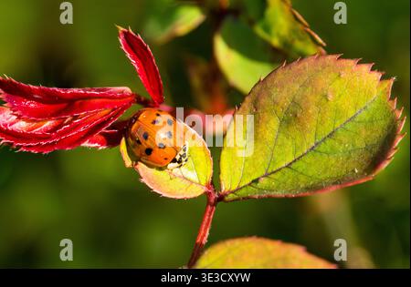 A harlequin ladybird on a rose leaf Stock Photo