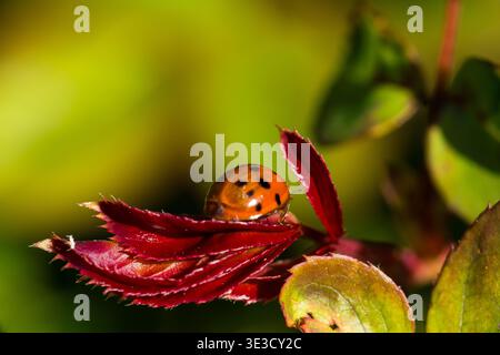 A harlequin ladybird on a rose leaf Stock Photo