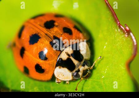A harlequin ladybird on a rose leaf Stock Photo