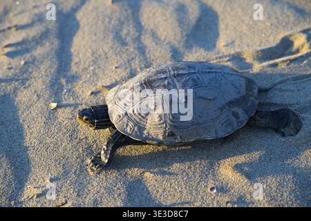 Turtle on sandy ground, illuminated by warm sunlight, Balkan pond turtle (Mauremys rivulata), Balkan stream turtle, Ayvalik, Aegean Sea, Turkey Stock Photo
