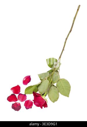 Withered red rose petals and fallen petals against white background Stock Photo