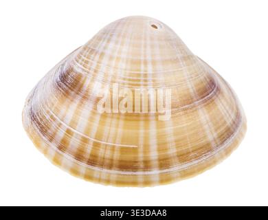 Striped brown perforated mussel shell for making beads on white background Stock Photo