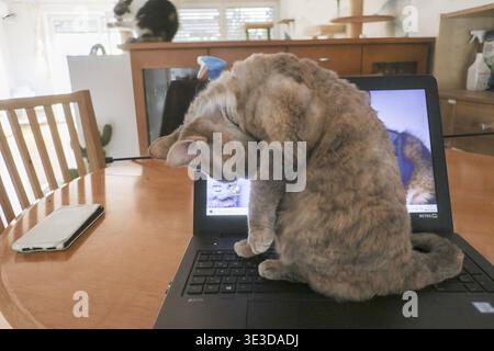 Cat sitting on the warm laptop and cleaning itself, name: Minnie, breed: Devon Rex, female, pedigree cat, keyboard Stock Photo