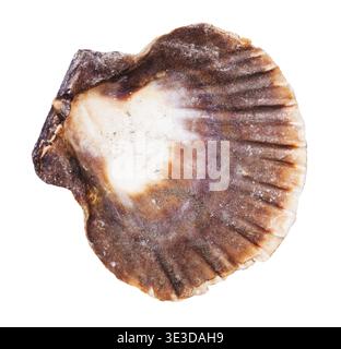 Empty dark brown mussel shell against white background Stock Photo