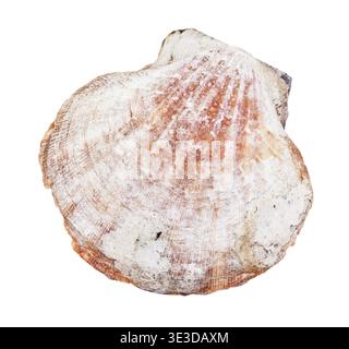 Brown mussel shell against white background Stock Photo