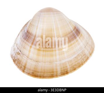 Striped light brown mussel shell against white background Stock Photo