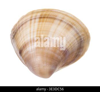 Striped brown mussel against white background Stock Photo