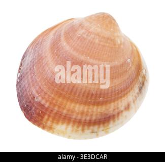 Yellow-brown mussel made of mussels against white background Stock Photo