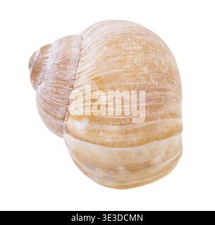 Front view of the shell of a land snail against a white background Stock Photo