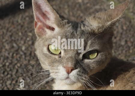 Portrait of a cat looking at the camera, outdoors in sunlight, lying on the ground enjoying the sun, pedigree cat, name: Minnie, breed: Devon Rex, fem Stock Photo