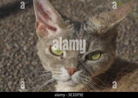 Portrait of a cat looking at the camera, outdoors in sunlight, lying on the ground enjoying the sun, pedigree cat, name: Minnie, breed: Devon Rex, fem Stock Photo