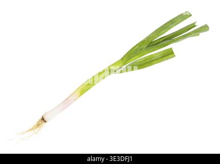 Green young spring garlic with isolated roots on white background Stock Photo