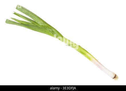 Young green spring garlic against white background Stock Photo