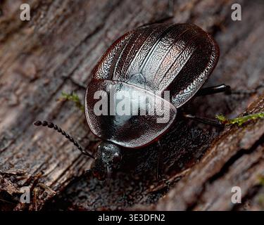 Phosphuga atrata beetle resting on inside of tree bark. Tipperary, Ireland Stock Photo